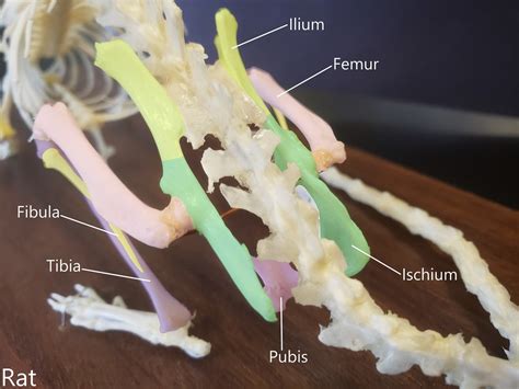 Rat Skeleton Pelvic Girdle Vertebrate Lab Flickr