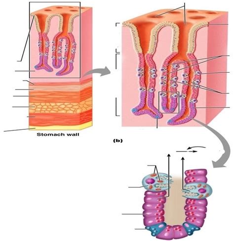 Stomach Lining Structures Diagram Quizlet