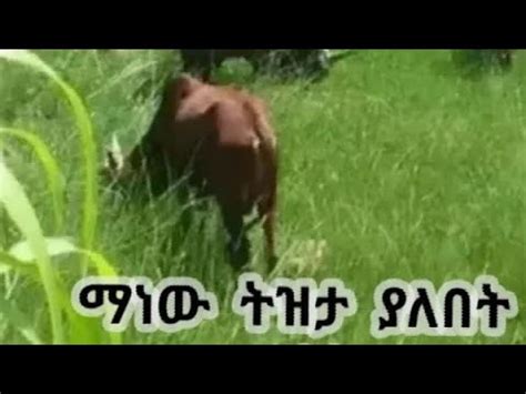 ስበር ዜና አብይ አህመድ ወታደር ሊማር ገባ ፉኖ ታአምራውይ ድል እያስመዘገበ ነው YouTube