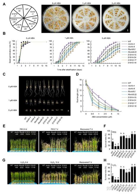 Mol Plant 南京农业大学蒋明义教授课题组揭示aba信号转导中ccamk调控ros产生的分子机制 知乎