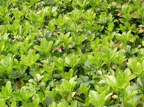 Ground Covers Glendale Farms