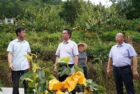 今日老区 革命老区巴东县领导到大支坪镇开展察民情解民忧实践活动