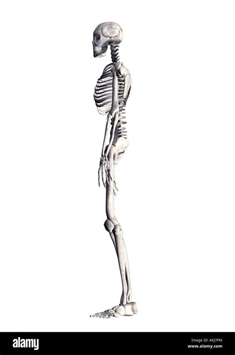 Anatomy Body Cutout Hi Res Stock Photography And Images Alamy