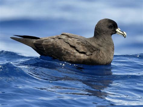 White-chinned Petrel in Flight