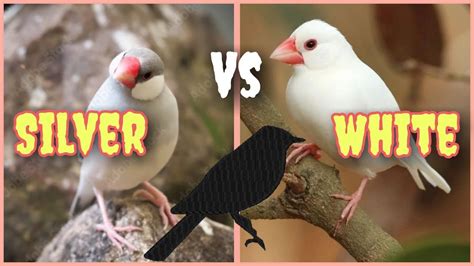 Java Cross Breeding Cross Breeding Finch White Java Vs Silver Java