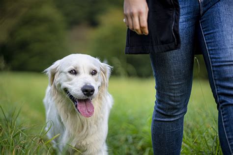 Why Dogs Pant Causes And Healthy Panting Eukanuba