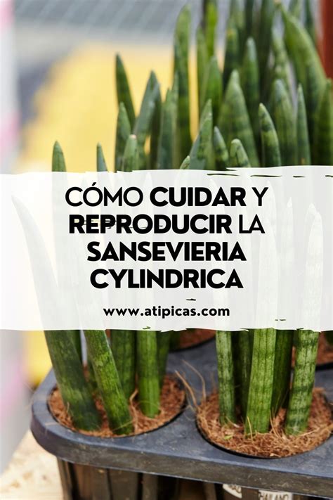 Cómo Cuidar Y Reproducir La Sansevieria Cylindrica Jardins Plante