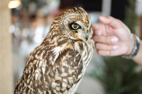 Premium Photo Close Up Of Owl On Hand