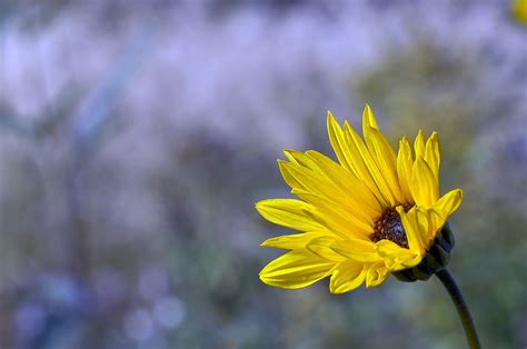 Free Images Nature Blossom Sky Field Meadow Sunlight Flower