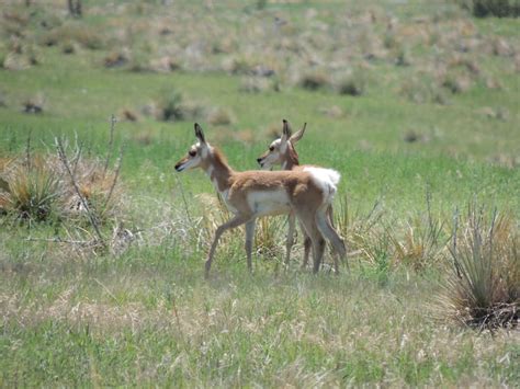 Mammals Colorado Wildlife Photo Gallery