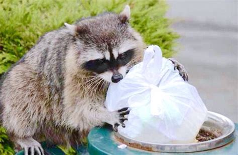 Raccoon raiding a garbage can! | Raccoon, Animals, Garbage can