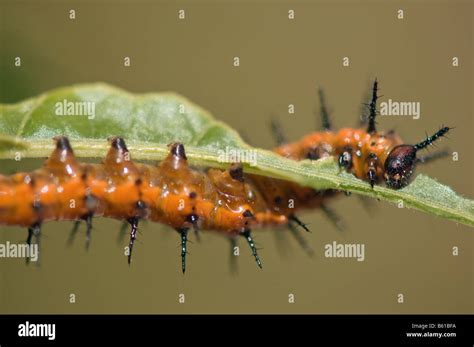 Agraulis Vanillae Gulf Fritillary Caterpillar Feeding On Passionflower