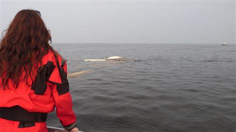 Eisb Ren Beluga Wale Und Jede Menge V Gel In Der Hudson Bay