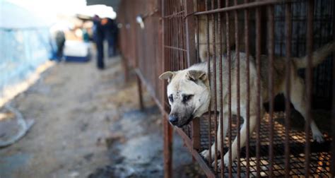 Corea Del Sur Proh Be El Consumo De Carne De Perro Agencia De Noticias