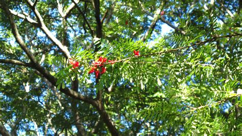 National Flower A Virtual Dominica