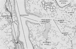 Lung Histology Labeled