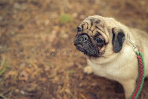 Perro Lindo Del Barro Amasado Que Se Sienta En La Tierra Foto De