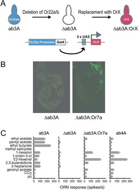 Figure 1 From The Molecular Basis Of Odor Coding In The Drosophila