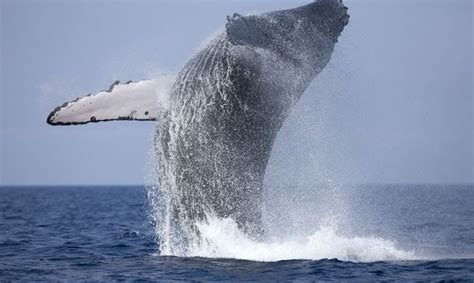 Monterey Whale Watching Guide - Getmyboat