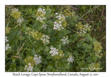 Newfoundland Underwater Land Photography Ljax Photos