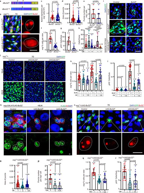 Llps Of Bugz Regulates Isc Proliferation A Model Of Bugz Mutants