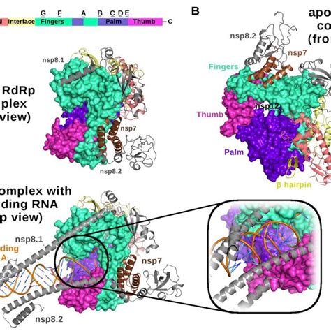 Cryo Em Structure Of Rna Dependent Rna Polymerase Rdrp Of Sars Cov