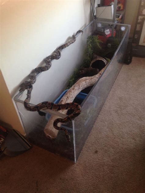 Ball pythons and enclosure | Pet snake, Reptile room, Ball python