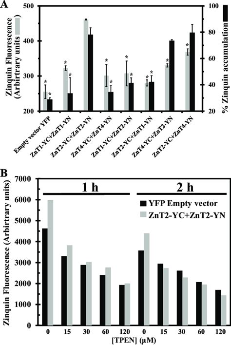 Cellular Zinquin Accumulation In Znt Transfectants Indicates A Zinc