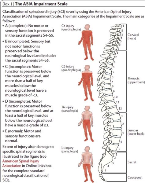 Oren Gottfried Md On Twitter Learn The Asia Spinal Cord Injury Scale