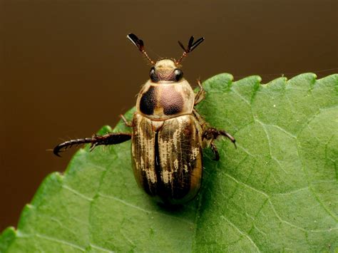 Oriental Beetle Exomala Orientalis Rock Creek Park Washi Flickr