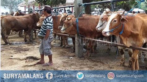 Daftar Harga Hewan Kurban Jelang Idul Adha Di Blitar Harga Sapi Bisa