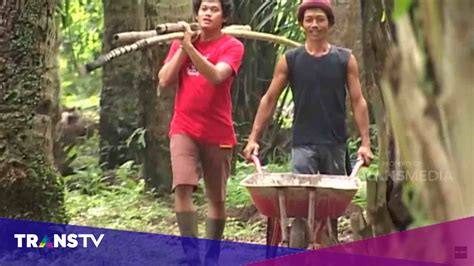 JIKA AKU MENJADI Buruh Kelapa Sawit Trans TV