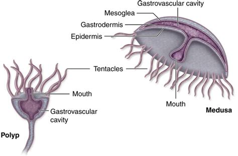 Cnidaria My Life Is A Zoo