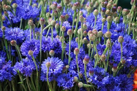 Cornflower Meaning And Symbolism In The Language Of Flowers Petal