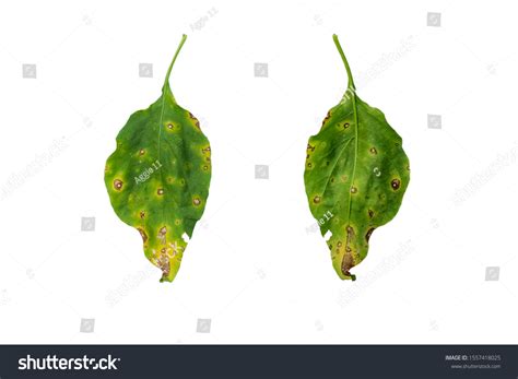 Chilli Leaves Blight Disease Causes Caused Stock Photo 1557418025