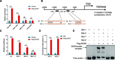 Sox9 Regulates Tspan8 Mrna Expression By Directly Binding To Its