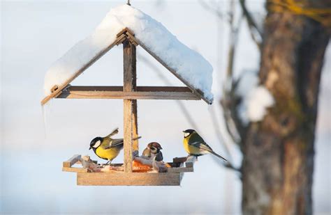 Nourrir Les Oiseaux En Hiver 10 Conseils Pour Le Jardin