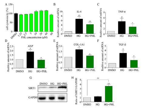 Phloretin Restoring Sirt To Inhibit Hyperglycemia Induced Inflammation