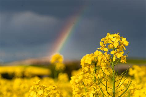 Opady Po Zabiegu Oprysk Na Szkodniki Rzepaku Sumi Agro Poland