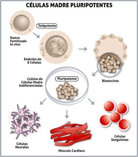 Células madre totipotentes y pluripotentes Celulas madre Celulas