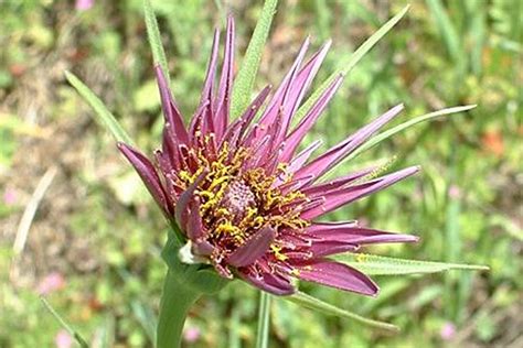 Growing Your Own Salsify Rhs Gardening