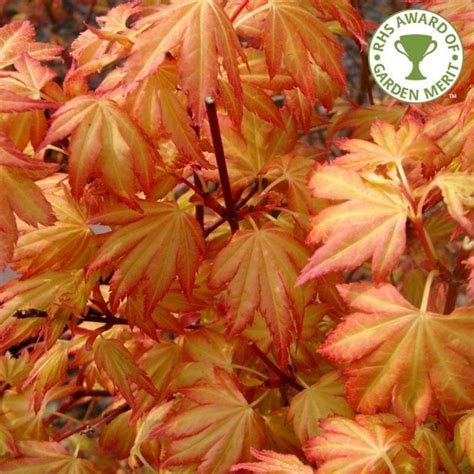 Acer Palmatum Orange Dream Buy Orange Japanese Maple Trees