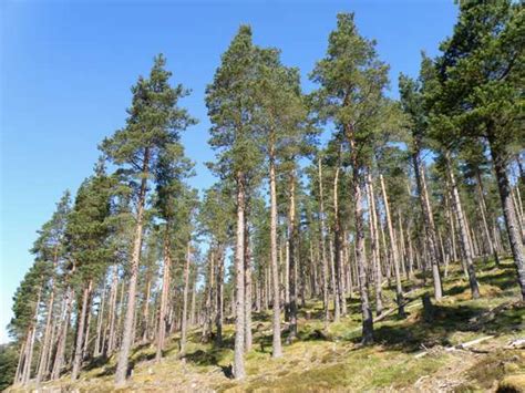 Pinus Sylvestris Scots Pine Identification Guide