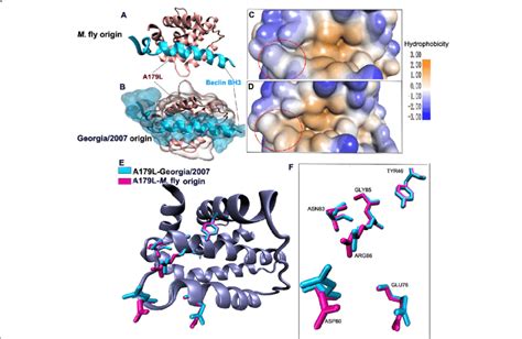 Detailed View Of The A179L BH3 Peptide Interfaces A Beclin BH3 Peptide