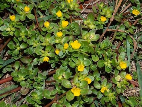 33 Weeds With Yellow Flowers Common Yellow Weeds