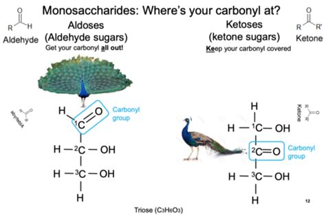 Chapter Carbohydrates Flashcards Quizlet