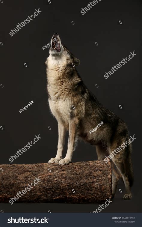 Howling Wolf Studio Shot Black Background Stock Photo 1967822092 ...