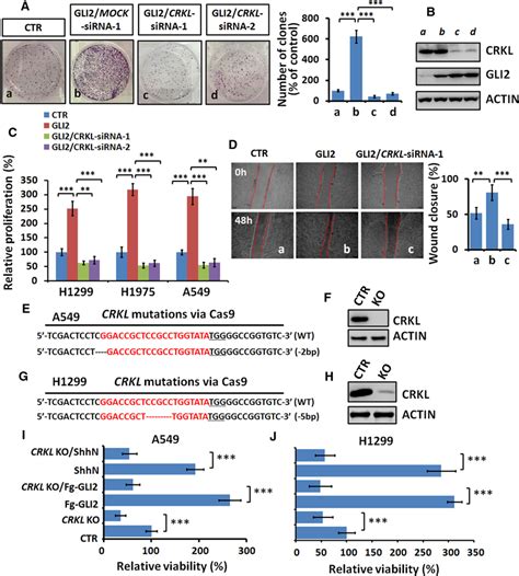 Crkl Is Critical For Gli Driven Cell Proliferation And Migration A