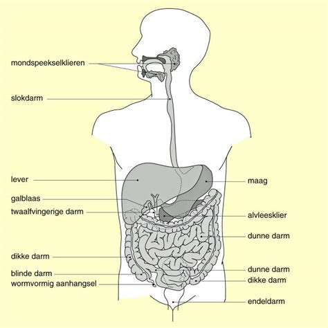 Inleiding Spijsvertering Lever