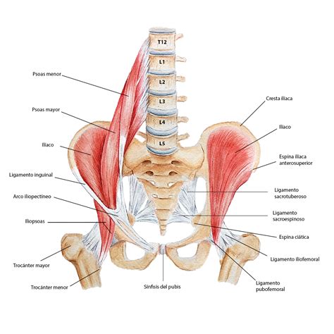 Psoas ilíaco on Behance